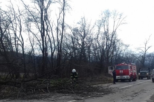 На автошляху «Чернівці-Снятин» дерево впало на автівку і травмувало чоловіка (Фото)