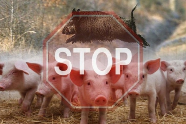 На Чернівеччині знищили 127 свиней