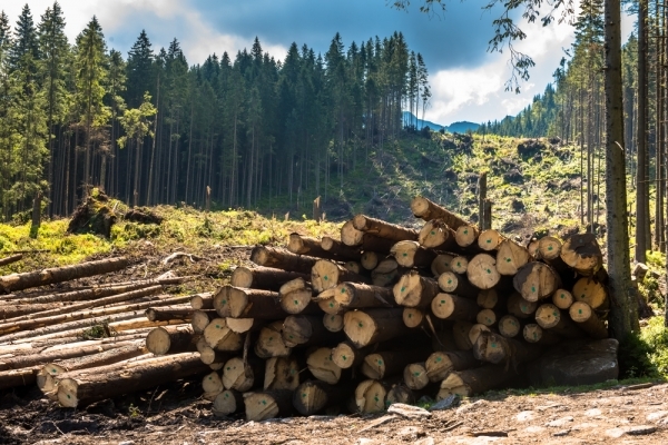Буковинські ліси під загрозою: скасовано ПДВ на ввіз обладнання для лісопереробної галузі