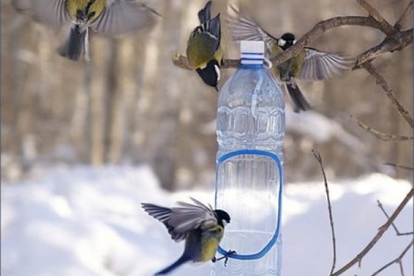 У Чернівцях стартувала акція «Підгодуй пташку взимку» (Фото)
