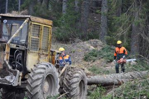 У Чернівецькій області будуватимуть нові лісові дороги