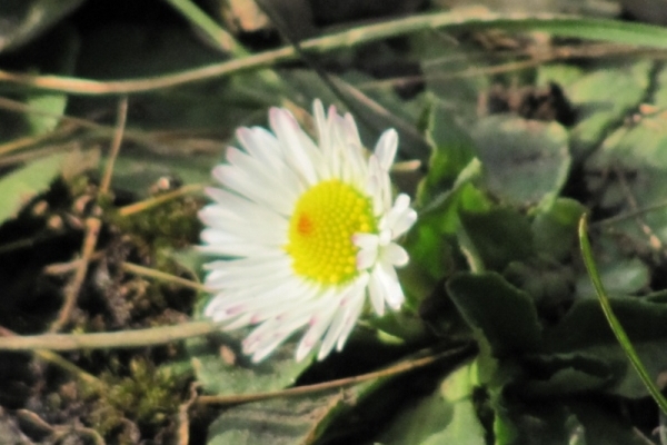 У Чернівцях взимку квітнуть весняні маргаритки (Фото)