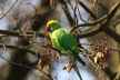 У Чернівцях на волі розмножились зелені папужки: живуть на кленах та платанах (ФОТО, ВІДЕО)