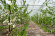 На Буковині планують вирощувати у теплицях абрикоси та черешні 