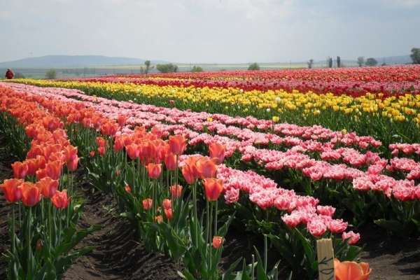 17 видів тюльпанів розквітнуть на тюльпановому полі у Мамаївцях 