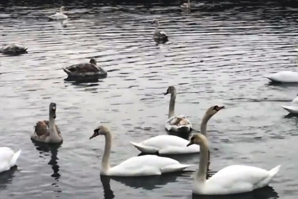 Буковинці б'ють на сполох: озеро в Чорториї може зникнути (Відео)