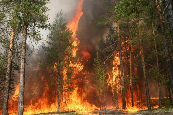 На Буковині нагадують про загрозу збільшення кількості пожеж!