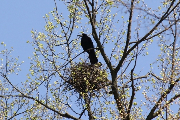 На Буковині у парку з дерев знімали воронячі гнізда, щоб не заважали