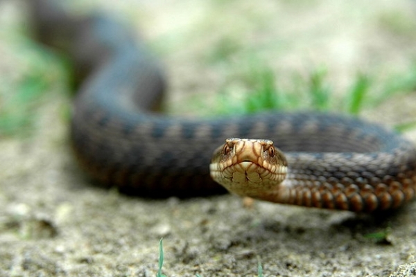 На Буковині стверджують, що нестача сироватки від зміїних укусів небезпеки не становить