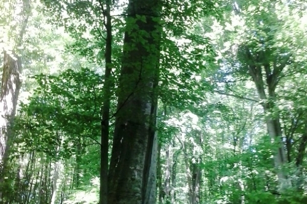 Буковинські лісівники охороняють гнізда сірої чаплі