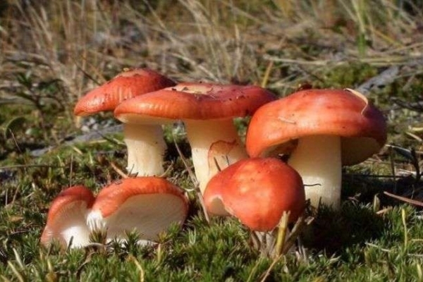 На Буковині отруїлися грибами 65 людей