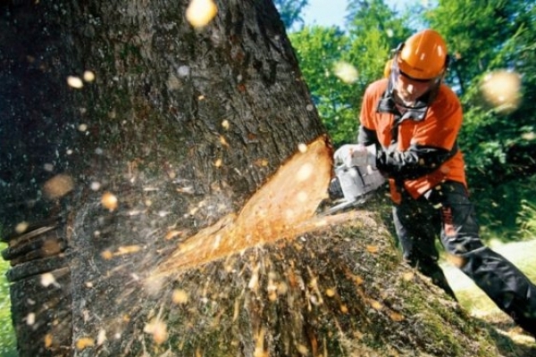 Понад 100 дерев дозволили знести у Чернівцях