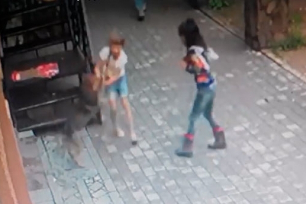 У мережі з`явилося відео як собака покусав дівчинку у Чернівцях (Відео)