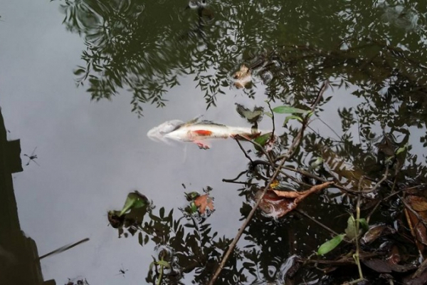 На Буковині вся риба у річці випливла на поверхню через викиди заводу (Фото)