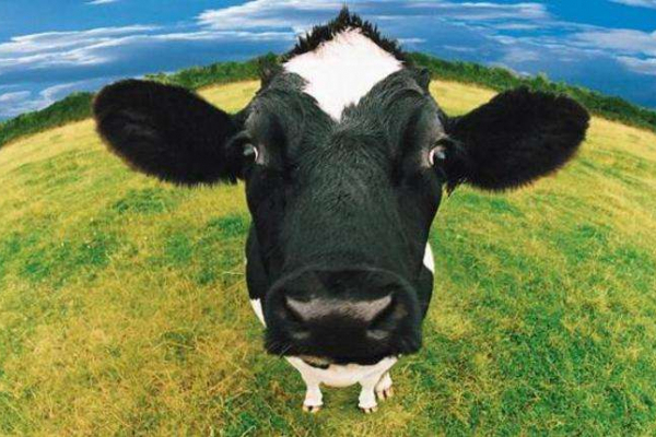 Буковинські господарства, що мають трьох і більше корів, отримають дотації