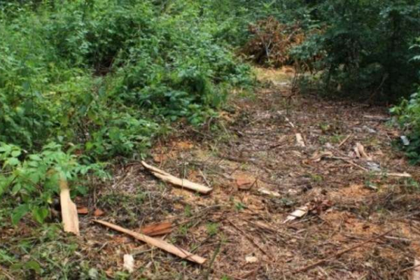Майстер лісу на Буковині привласнив гроші від продажу державної деревини