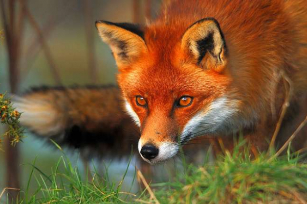 Після вакцинації від сказу на Буковині проведуть відстріл диких лисиць (Відео)