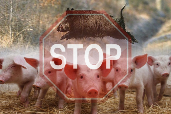 На Заставнівщині спалах африканської чуми свиней