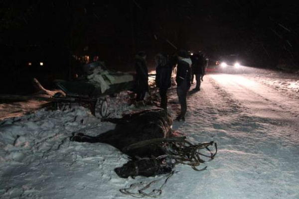 У ДТП на Буковині загинув кінь (Фото)