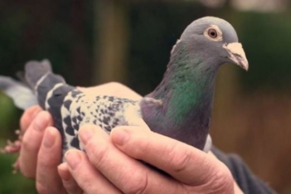 Охорону для голуба вартістю 1,2 мільйона євро найняли у Бельгії 
