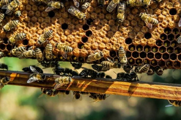 На Буковині розвивають бджільництво