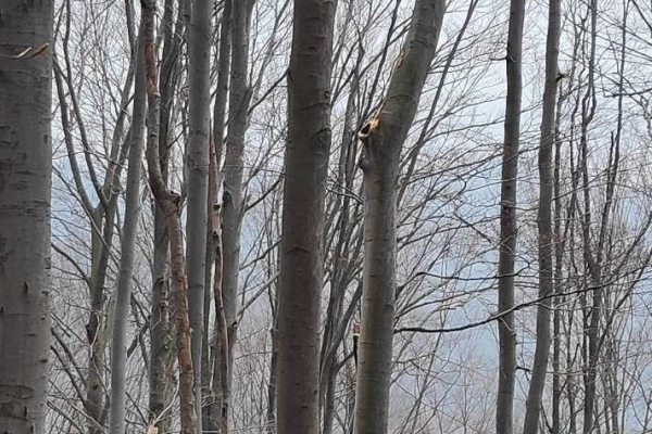 У лісомасиві на Буковині смертельно травмувався місцевий житель (Фото)