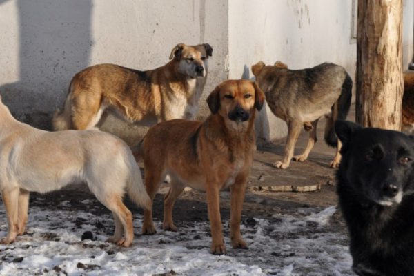 У Чернівцях говоритимуть про долю безпритульних собак