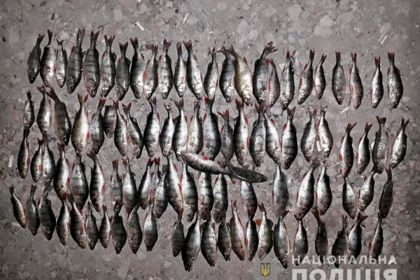 У Новодністровську незаконно ловили рибу 