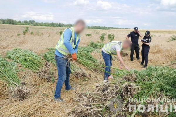 поліція Буковини попередила потрапляння наркотичних засобів на «чорний ринок» на понад 10 мільйонів гривень (фото)