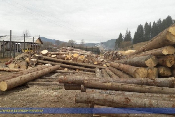 Буковинців, які займалися незаконною вирубкою лісу та експортом деревини, затримали