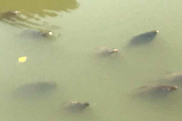 В озері парку«Жовтневий» в Чернівцях згинула риба