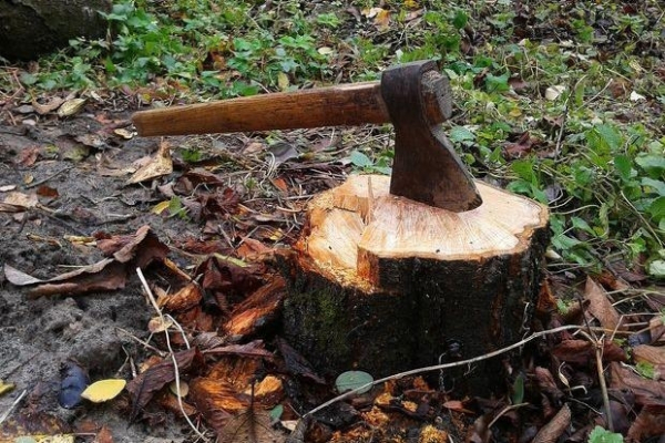 На Буковині незаконно зрубали дерев на 800 тисяч гривень