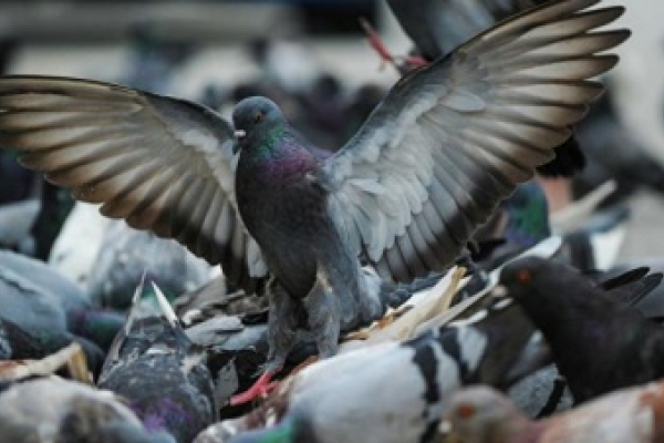 Мешканці багатоповерхівок у Чернівцях потерпають від смороду через мертвих голубів