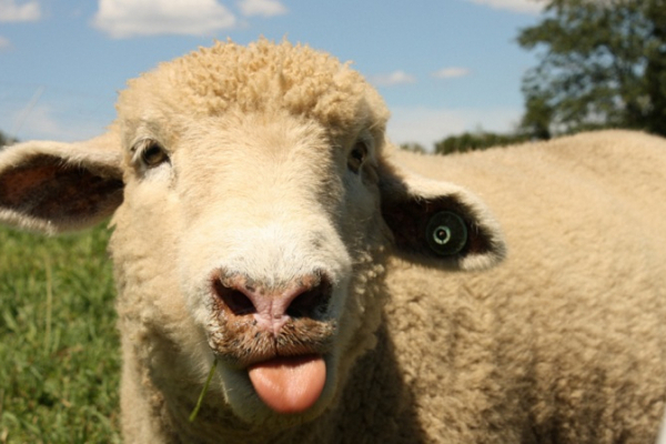 Буковинця засудили через овець