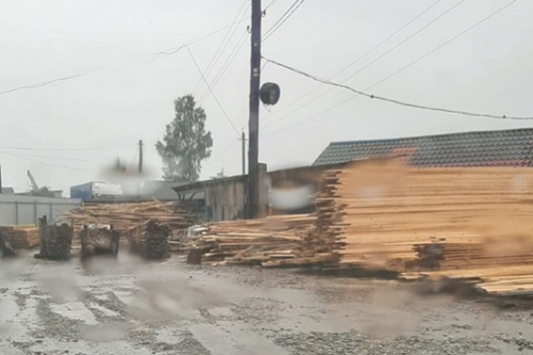 На Буковині посадовці під виглядом санітарно-оздоровчих заходів організували незаконну вирубку здорових дерев