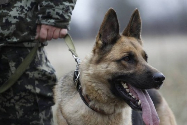 На Буковині службовий собака допоміг затримати бельгійця, який намагався незаконно потрапити до України