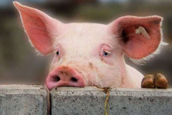 Поліція Буковини розпочала кримінальне провадження за фактом виявлення трупів свиней з АЧС