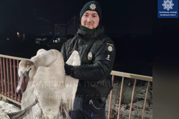 Чернівецькі поліцейські врятували молоду лебідку