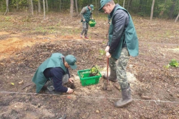 На Буковині цієї весни висадять кілька мільйонів дерев