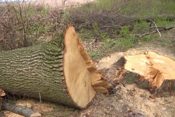 Чернівецький лісгосп сплатив 254 тисячі гривень через незаконну вирубку 26 дерев