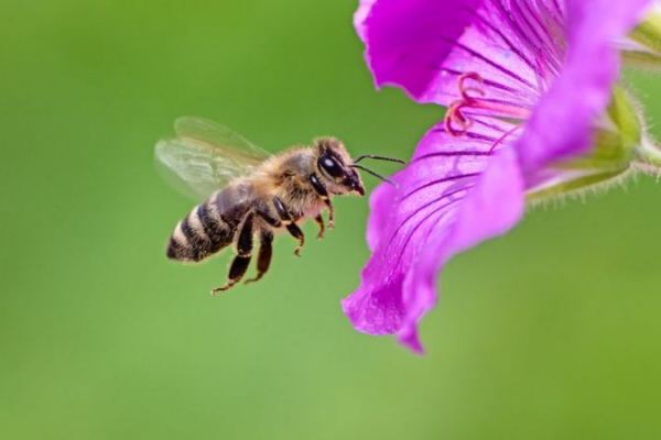 На Буковині фахівці працюють, аби попередити випадки отруєння бджіл