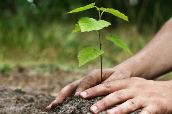 300 гектарів дубових, букових та хвойних гаїв планують відновити лісівники Буковини цієї весни