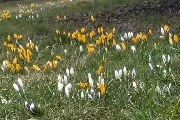 У центрі Чернівців біля собору крокуси цвітуть за будь-якої погоди (ФОТО)