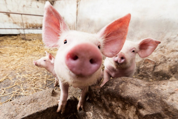 Через африканську чуму на Буковині знищать 21 тисячу свиней