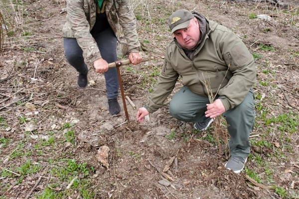 Двадцять тисяч дерев: на Герцаївщині лісівники закладають дубові гаї