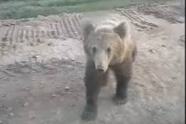 Ведмідь напав на авто: у соцмережах шириться фейк щодо нападу хижих тварин на Буковині