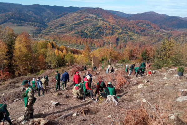 Понад мільйон дерев висадили цьогоріч у Чернівецькій області 