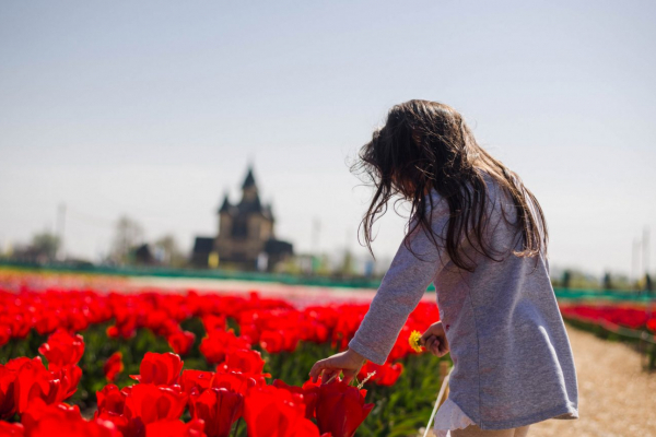 Поле з мільйонами тюльпанів під Чернівцями відкривають для відвідувачів