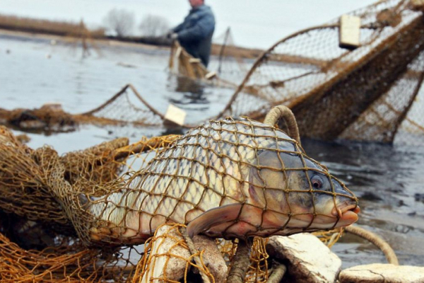 Відсьогодні на Буковині почала діяти заборона на вилов риби