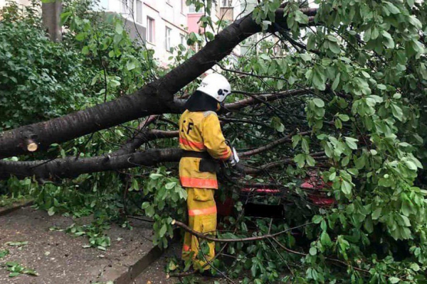 Дерева падали на автівки через сильний вітер у Чернівецькій області (ФОТО)
